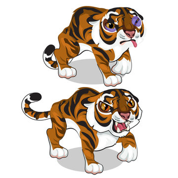 Aggressive tiger and tiger with a bruise. Vector