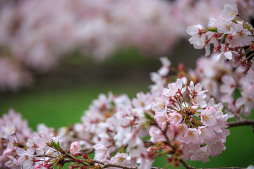 桜の花