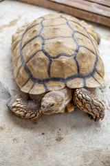 ケヅメリクガメ