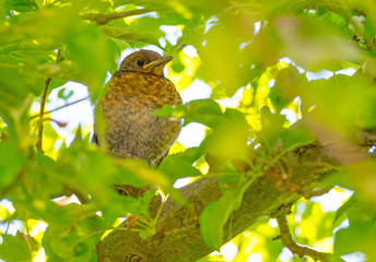 Young blackbird in a tree in sunlight in spring