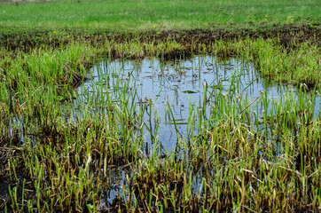 Obraz premium Young reed in Dnieper marshes