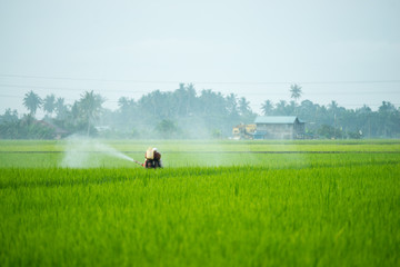 A farmer working at paddy field in Sungai Besar, Malaysia.