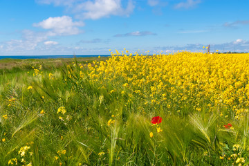 Beautiful spring rural landscape with rape field.