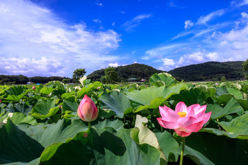 蓮と青空