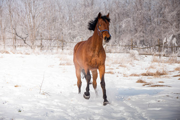 Fototapeta na wymiar Brown horse running through a snowy pasture