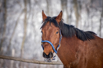 Horse at the winter walk