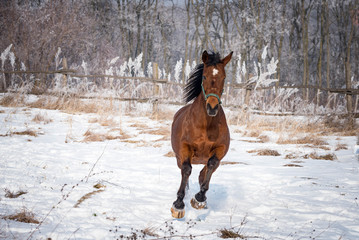 Brown horse running through a snowy pasture