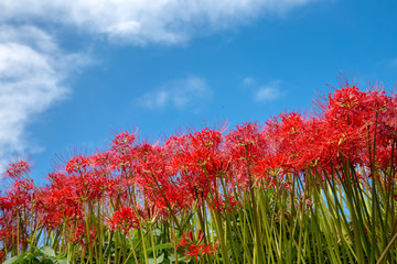 青空と彼岸花