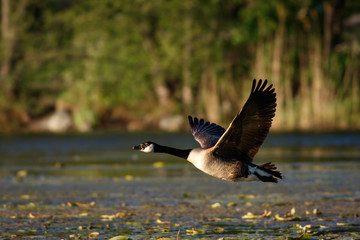 Fototapeta premium Canada Goose