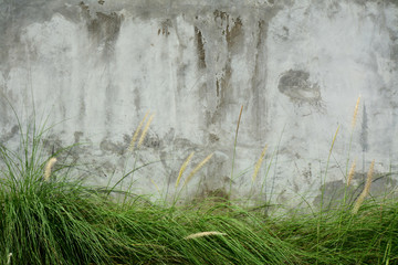 Grass flower with bare plaster wall.