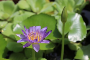 Obraz premium Purple lotus damage in the pond with sunlight