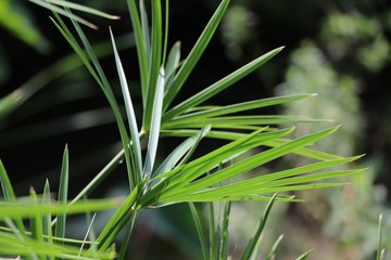 Nut grass green color in the pond