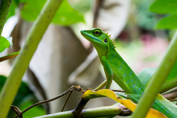 Green crested lizard