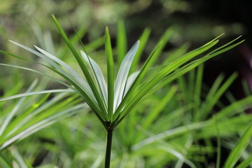 Grass Nut bright and green color in the garden