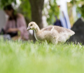Canada goose, Branta canadensis