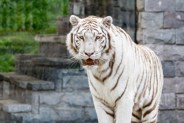 An siberian tiger