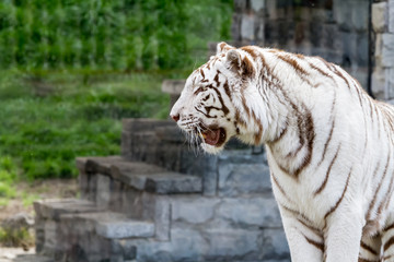 An siberian tiger