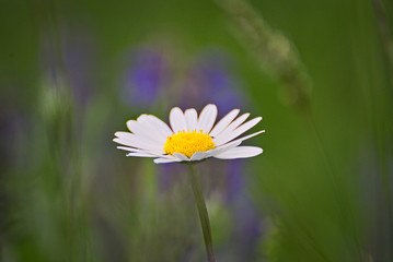 Beautiful flowers on a field in summer