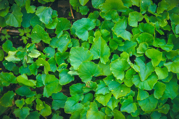 Green foliage from wild ginger plants, Asarum europaeum