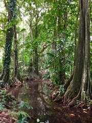 Typical tahitian trees in the Harrison Smith Botanical Garden, Tahiti, French Polynesia