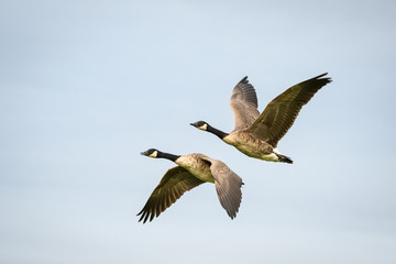 Canada geese made for each other