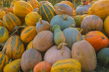 Pumpkin harvest at evening