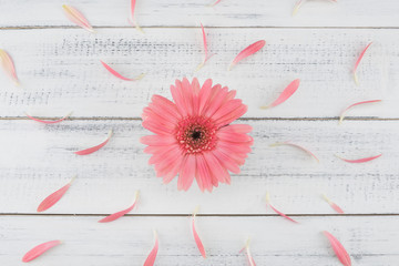 Pink Gebera flower and petals on white wood background 