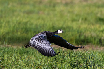 Brent goose
