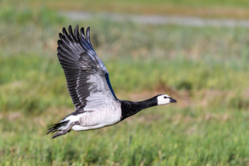 Brent goose