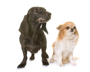old black dachshund and chihuahua