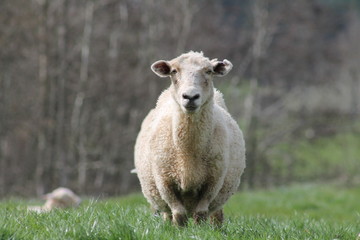 Fototapeta premium Sheep