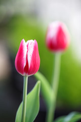 Fototapeta premium チューリップの花