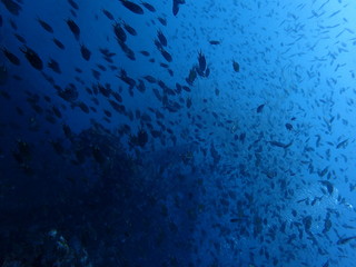 インド洋の沈船に群がる魚たち
