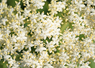 Holunderblüten, Holunder, Sambucus nigra