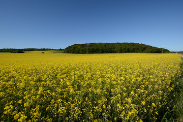 Fototapeta premium leuchtendens Rapsfeld