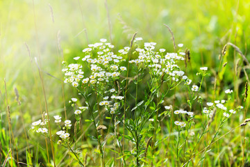 Beautiful, Small Camomile in a Meadow With Sunlight