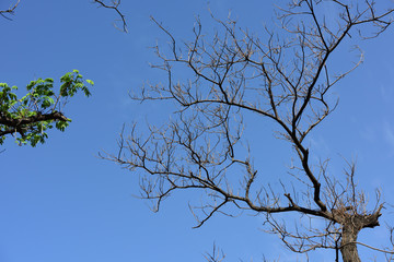 Dry dead branches and green leaves