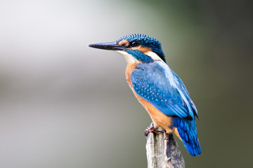 junger Eisvogel