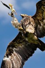 Flugvorführung mit einem Adler