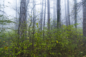Magical foggy seasonal forest tree landscape.
