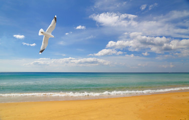 Seagull in flight over the sea beach.