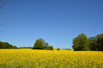 leuchtendens Rapsfeld in Poswald, Insel Rügen