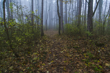 Obraz premium Magical foggy seasonal forest tree landscape.