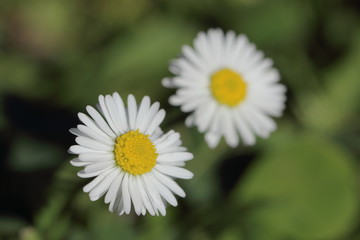 G&auml;nsebl&uuml;mchen
