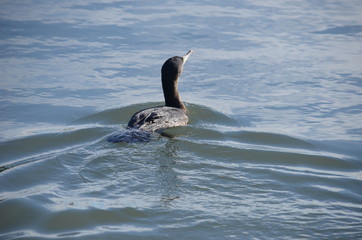 Flowing Atlantic cormorant