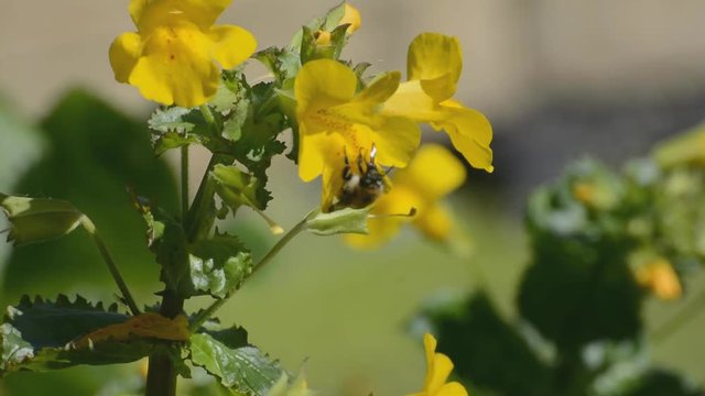 Common carder bumblebee struggling to collect nectar on a very windy day