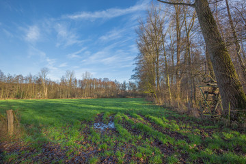 Fototapeta premium Forest Glade at Lake Born / Germany