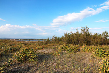 Fototapeta premium Plants of the sand dunes - French coastal shoreline - Hyères