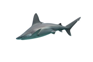 Shark isolated on white background