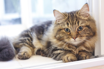 Fototapeta na wymiar Close-up cute fluffy face of brown Persian Cat.